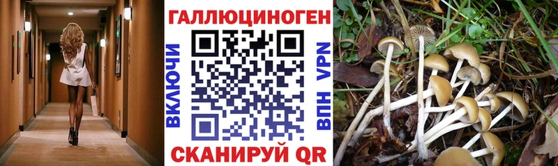 цены   Тула  Галлюциногенные грибы MAGIC MUSHROOMS 